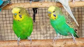 Over 9 hours of Budgies Playing Singing and Talking [upl. by Ahser]