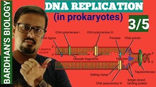 DNA REPLICATION in prokaryotes in HINDI 35 [upl. by Millie]