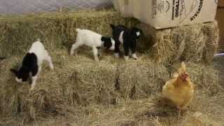 Baby Fainting Goats Meet Barn Chicken [upl. by Seda286]