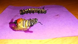 I Wonder  Tachinid Fly Maggot just after emerging from a Monarch caterpillar with this parasite [upl. by Portwin]