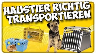 Transport von Hund Katze und Kleintieren im Auto So transportiere ich mein Haustier richtig [upl. by Jahdol]