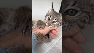 Bobcat VS Hand surprising results [upl. by Nevin]