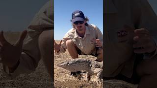 Beast of a Spencer’s Monitor shorts lizard australia [upl. by Etolas]