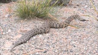 Macrovipera lebetina [upl. by Drofkcor153]