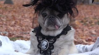 Spooky Halloween Goth Pug [upl. by Claus683]