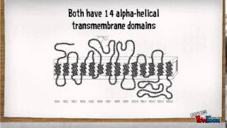 Glucose Transporters part 2 [upl. by Acnairb456]