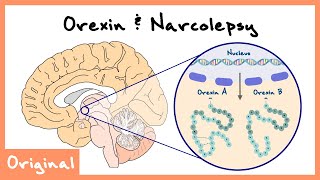 OrexinHypocretin Role In Sleep And Narcolepsy Explained Sleep Neuroscience  Originals [upl. by Shewmaker712]