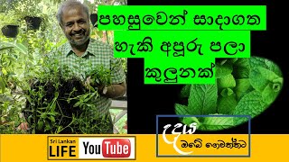 Episode 23 ගෙදරදීම පලා කුළුණක් සාදාගන්නේ කෙසේද  How to make a tower garden of leafy greens at home [upl. by Domenico]