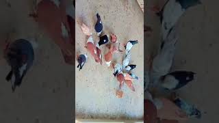 Karbalai kabootar collection Alhumdulillah pigeon bird birds trending pigeon foryou kabootar [upl. by Eijneb92]