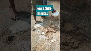 termites home construction hyderabad pest call me 9704088547 [upl. by Pani226]