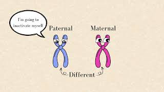 Stochastic Factors vs Genetic Factors Xchromosome Inactivation [upl. by Marvella]