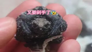 已经好久没买龟了，今天又要剁手了！买龟一时爽，一直买龟一直爽！ [upl. by Eceinert828]