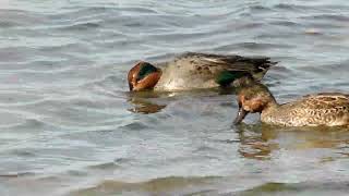 Green Winged Teal [upl. by Enattirb904]