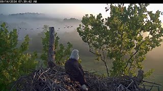 Bellas breakfast in the morning mist A flock of geese flew by in the distance NCTC Eagle 24 9 14 [upl. by Ottavia969]