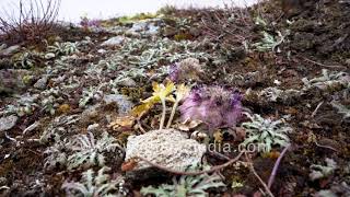 Wild Flowers from autumn Roopkund trek Saussurea gossypiphora phen kamal Gentians and Aconitum [upl. by Ramedlav]