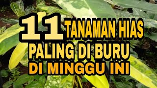 11 TANAMAN HIAS TAMPILAN MEWAH YANG PALING DIBURU MINGGU INI [upl. by Franck]