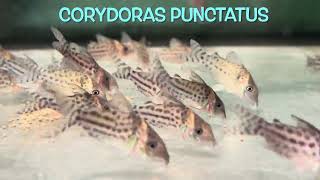 Corydoras punctatus [upl. by Yht]