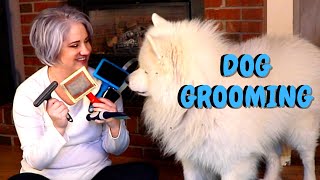 How To Groom A Samoyed [upl. by Beare]