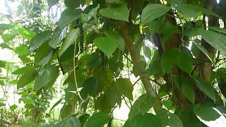 Sri Lankaශ්‍රී ලංකාCeylonPepper Plant in the Nature [upl. by Thibaut]