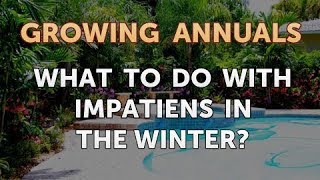 What To Do With Impatiens in the Winter [upl. by Idnil544]