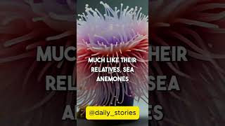 Sea anemones are closely related to jellyfish and corals facts animals subscribe shorts [upl. by Malcolm]