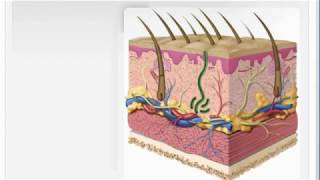 The Structure of The Skin [upl. by Fachanan505]