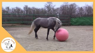 Agility para Caballos Potro Amoroso jugando con la pelota grande para caballos parte 2 [upl. by Cynthia949]