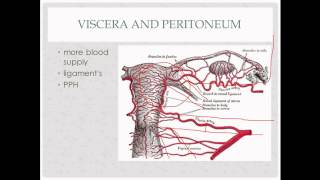 anatomy review  for OB GYN rotation [upl. by Ahsi31]