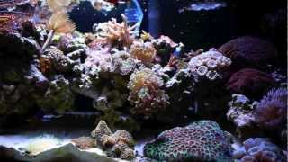 20 gallon Long Nano Reef Tank Saltwater Aquarium [upl. by Alita]