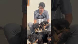 Rottweiler ke puppies booking ke leyay available ha ✅puppies shorts viralvideo [upl. by Ecnerat774]