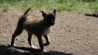 Pretty chiot Berger Belge Laekenois [upl. by Peyter]