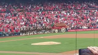 StL Cardinals Clydesdales at Opening Day 242024 Magnificent [upl. by Barb]