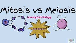 Mitosis vs MeiosisComparisonBiology BugbearsLeaving Cert 2024 [upl. by Dietrich]