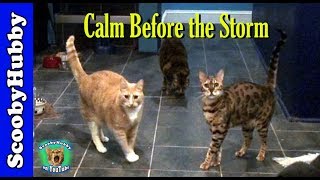 Calm Before the Storm  Cat Clips 179 [upl. by Kasper470]