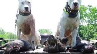 Pitbull vs Dogo Argentino [upl. by Lidia440]