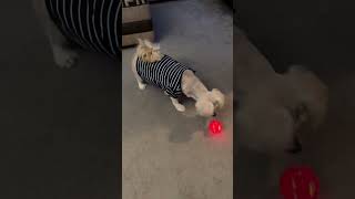 INTERACTIVE DOG TOY BALL doglover dogs doglife dogtoy [upl. by Eerihs]