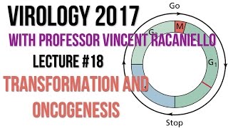 Virology Lectures 2017 18 Transformation and Oncogenesis [upl. by Acirret]