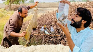 Finches Birds pakr liya 😱  How to Catch Finches Birds  Apna Dihat [upl. by Willet]