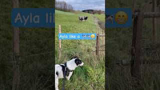 Ayla frisst Gras wie eine Kuh🐄😁 [upl. by Dion]