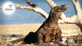 Wonderful Indonesia  Komodo Labuan Bajo [upl. by Nnek]