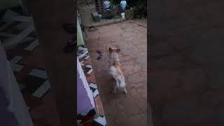 dog barking sounds [upl. by Dhiman]