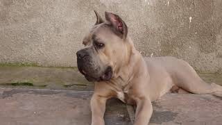 Cane corso formentino [upl. by Hen]