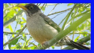 Zorzal Patagonico Cantando Llamando Sonido Canto  Austral Thrush SongTurdus Falcklandii [upl. by Sapphire]