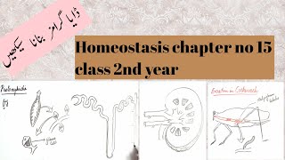 how to draw diagrammes of protonephridia metanephridia malpighian tubules human kidney and nephron [upl. by Anelet436]