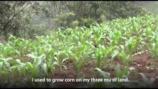 China Soil Conservation Benefits Farmers [upl. by Mastic]