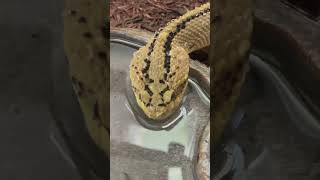 Neotropical rattlesnake enjoying a fresh drink Such a beautiful South American crotalid [upl. by Refinneg]