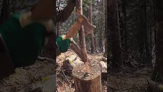 Building a Log Cabin part 115 bushcraft survival building [upl. by Cloutman]