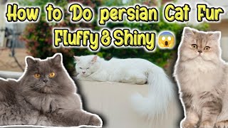 How to do Persian Cat furr fluffy amp shiny hair  persian cat long hair amp coat persian cat hair fall [upl. by Mel354]