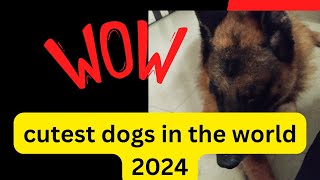 cutest dog in the world 2024 [upl. by Calie]