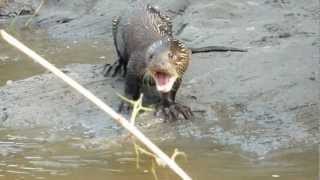 Giant Otter of the Amazon being noisy [upl. by Arlyne]